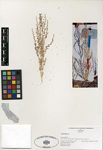 Herbarium Sheet of 